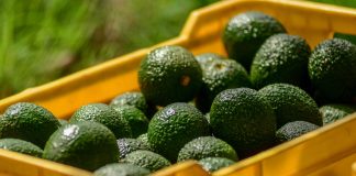 SADER Jalisco busca declaratoria para tres municipios y en zonas agroecológicas como libres de plagas del aguacate