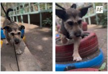 Entre la disciplina y el arraigo: Fernando García revela las claves del comportamiento canino