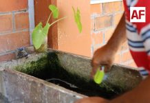 Colima inició 2026 sin dengue; SS insta a redoblar esfuerzos para que no haya casos