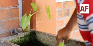 Colima inició 2026 sin dengue; SS insta a redoblar esfuerzos para que no haya casos