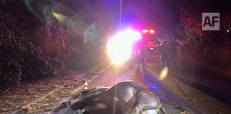 Accidente en ‘El Rebaje’ carretera Minatitlán-Villa de Álvarez: Vehículo impacta a semoviente