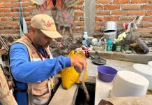 Salud Colima fortalece control larvario en municipios con mayor riesgo de dengue