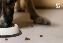 Especialista de la Universidad de Colima destaca la importancia de la nutrición científica en el Día Mundial de la Croqueta