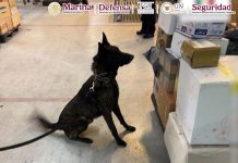 Autoridades federales asestan golpe al narcotráfico en el AICM: aseguran cargamento de fentanilo proveniente de Asia