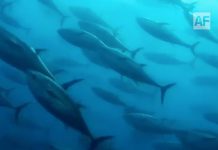 Conapesca regula aprovechamiento de varias especies en el país; inicia temporada de Lisa en Colima