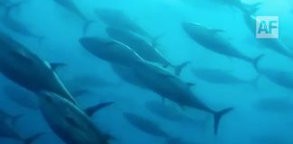 Conapesca regula aprovechamiento de varias especies en el país; inicia temporada de Lisa en Colima