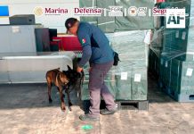 Autoridades federales aseguran cerca de 20 toneladas de tabaco ilegal en el AICM