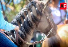 Suspenden Cabalgata Diurna y actividades de este domingo en las Fiestas de Villa de Álvarez por motivos de seguridad