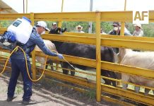SADER Jalisco registra el 2do caso de Gusano Barrenador del Ganado en Jilotlán de los Dolores
