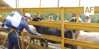 SADER Jalisco registra el 2do caso de Gusano Barrenador del Ganado en Jilotlán de los Dolores