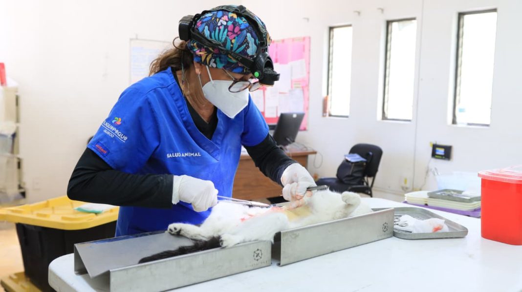 Huellitas mundialistas brindará atención a perros y gatos de Tlaquepaque.