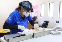 Huellitas mundialistas brindará atención a perros y gatos de Tlaquepaque