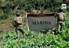 Marina asesta golpe al narcotráfico con la destrucción de casi dos millones de plantas de amapola en Nayarit