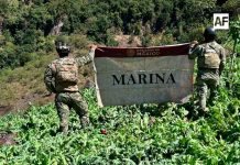 Marina asesta golpe al narcotráfico con la destrucción de casi dos millones de plantas de amapola en Nayarit