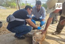 Gobierno del Estado de Colima realiza acciones preventivas contra Gusano Barrenador del Ganado; descartan caso sospechoso en Manzanillo