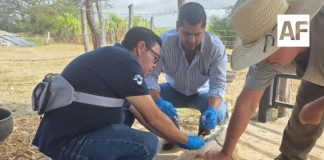 Gobierno del Estado de Colima realiza acciones preventivas contra Gusano Barrenador del Ganado; descartan caso sospechoso en Manzanillo