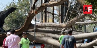 Retiran árbol que cayó tras quema de maleza en propiedad privada