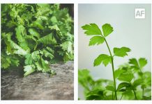 ¿Cilantro o Perejil? El gran dilema