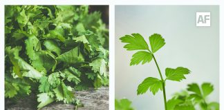 ¿Cilantro o Perejil? El gran dilema