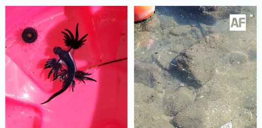 Alerta en costas de Manzanillo: Detectan presencia de «dragón azul» en zonas de bañistas