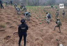 Erradican más de 7 mil plantas de marihuana en operativo interinstitucional en Michoacán