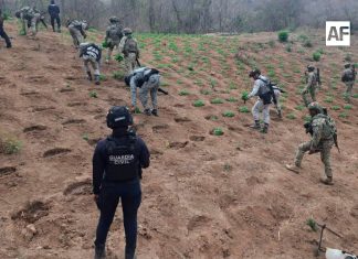 Erradican más de 7 mil plantas de marihuana en operativo interinstitucional en Michoacán