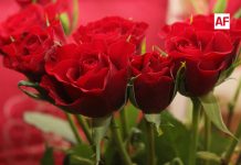 Producción de flores en México garantiza abasto para festividades del 14 de febrero con más de 15 millones de gruesas