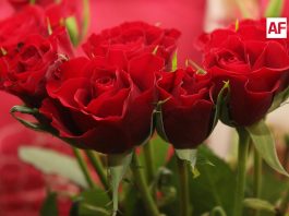 Producción de flores en México garantiza abasto para festividades del 14 de febrero con más de 15 millones de gruesas