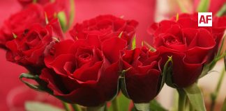 Producción de flores en México garantiza abasto para festividades del 14 de febrero con más de 15 millones de gruesas