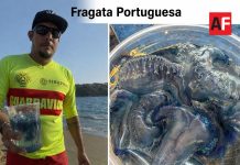 Alerta UEPC Colima por presencia de ‘fragata portuguesa’ en playas del estado