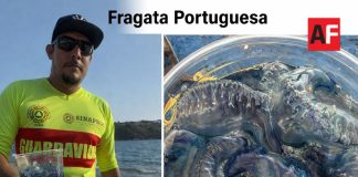 Alerta UEPC Colima por presencia de ‘fragata portuguesa’ en playas del estado