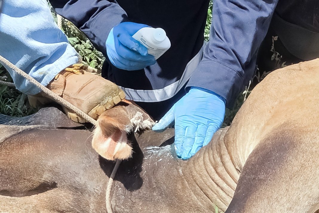 gusano barrenador senasica 01