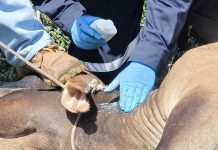 México y Estados Unidos fortalecen blindaje sanitario con campaña binacional contra el gusano barrenador