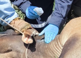 México y Estados Unidos fortalecen blindaje sanitario con campaña binacional contra el gusano barrenador