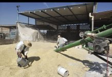 Más de 3 mil productores reciben incentivo al maíz blanco; Agricultura llama a pendientes a acudir a ventanillas