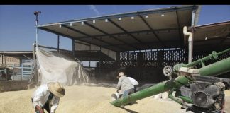 Más de 3 mil productores reciben incentivo al maíz blanco; Agricultura llama a pendientes a acudir a ventanillas