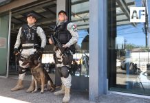 Policía de Zapopan realiza acciones de prevención contra la desaparición de personas y reclutamiento forzado