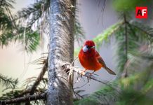 Sierra de Manantlán alista la sexta edición del Festival de las Aves en El Terrero: un encuentro entre conservación y turismo