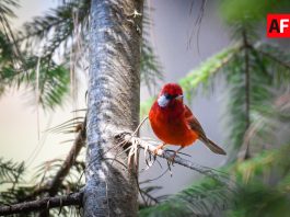 Sierra de Manantlán alista la sexta edición del Festival de las Aves en El Terrero: un encuentro entre conservación y turismo