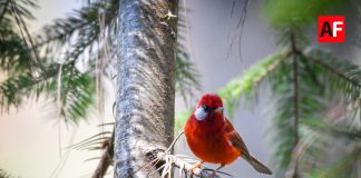Sierra de Manantlán alista la sexta edición del Festival de las Aves en El Terrero: un encuentro entre conservación y turismo