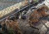 Localizan leona africana y tigre de bengala abandonados en Jiquilpan; los trasladan a Morelia