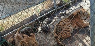 Localizan leona africana y tigre de bengala abandonados en Jiquilpan; los trasladan a Morelia