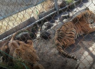 Localizan leona africana y tigre de bengala abandonados en Jiquilpan; los trasladan a Morelia