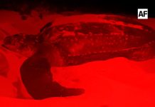 Tortuga laúd de 1.80 metros arriba a playa Peña Blanca, Manzanillo