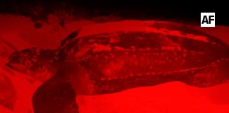 Tortuga laúd de 1.80 metros arriba a playa Peña Blanca, Manzanillo