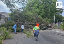 Deja tres árboles caídos lluvia de esta tarde de domingo en la Villa