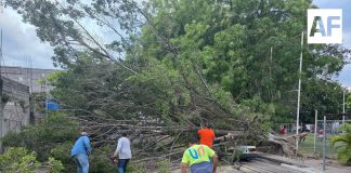 Deja tres árboles caídos lluvia de esta tarde de domingo en la Villa