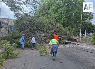 Deja tres árboles caídos lluvia de esta tarde de domingo en la Villa