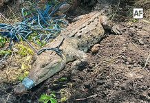 Elementos de Protección Civil de Armería rescatan cocodrilo de aproximadamente 110 kilos en Cuyutlán