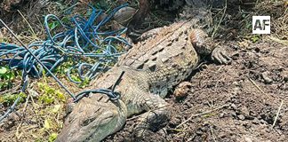 Elementos de Protección Civil de Armería rescatan cocodrilo de aproximadamente 110 kilos en Cuyutlán